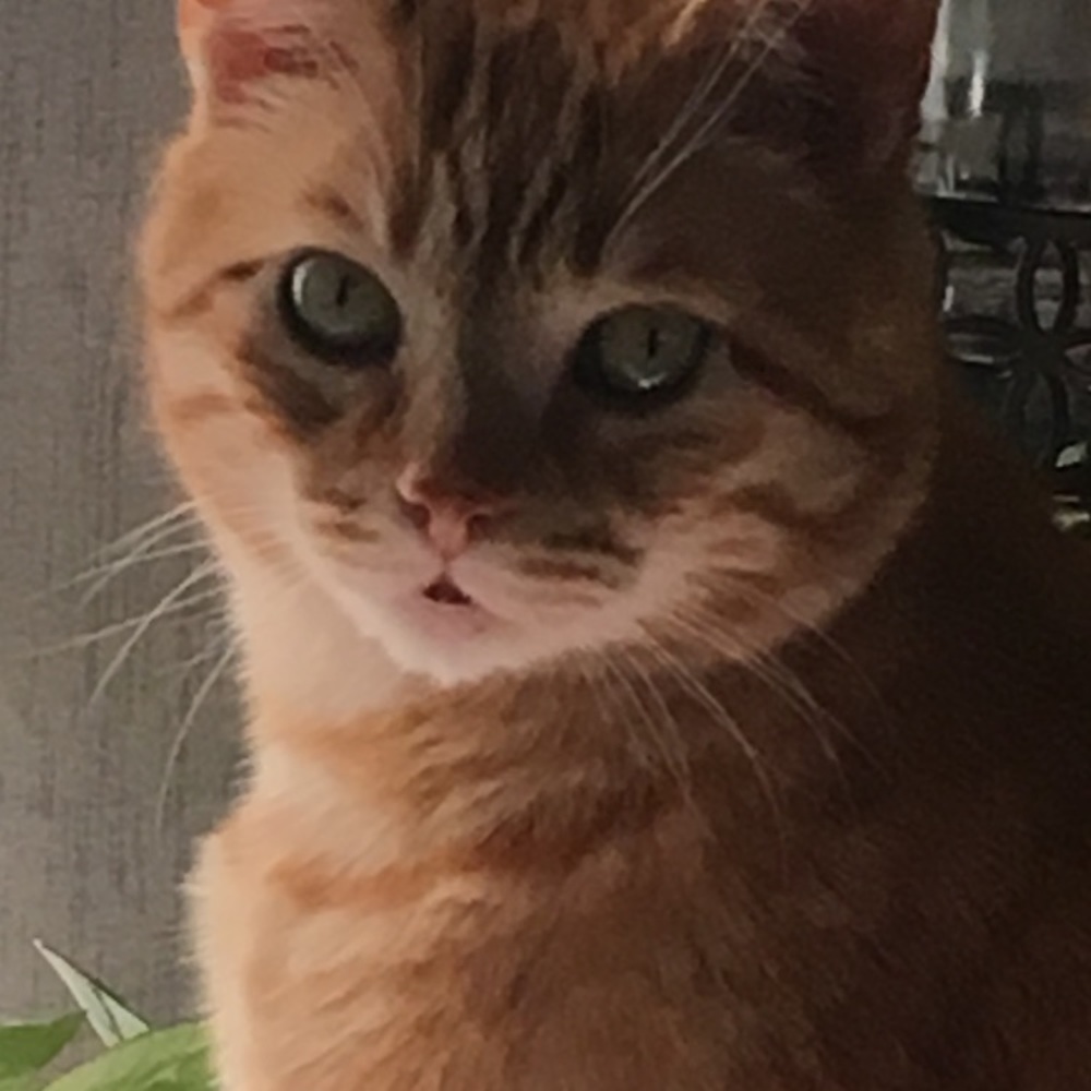 Meet your Posher, Julie